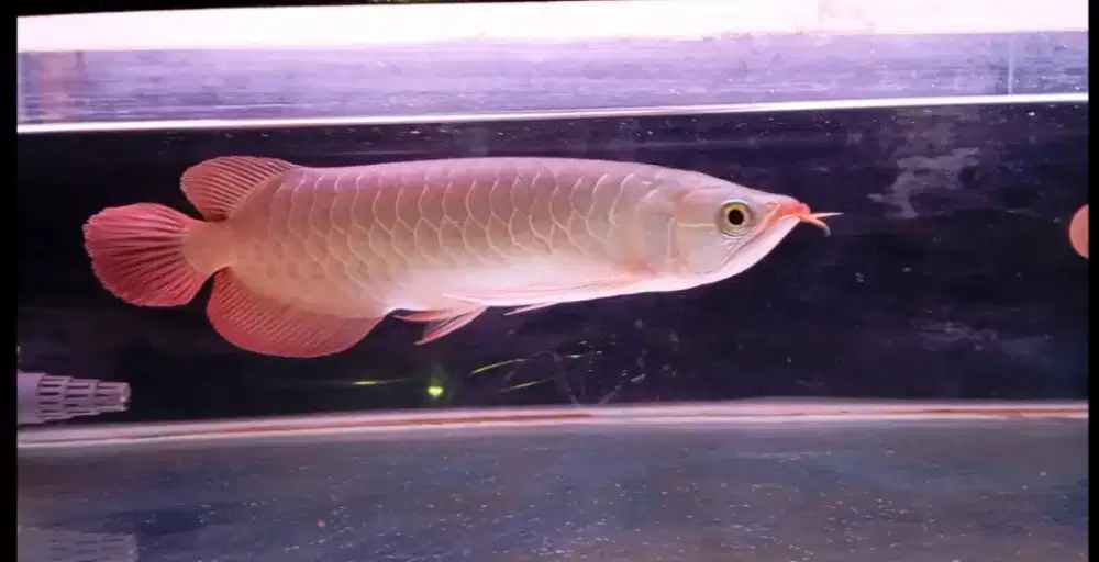 Arwana super red 30 cm
