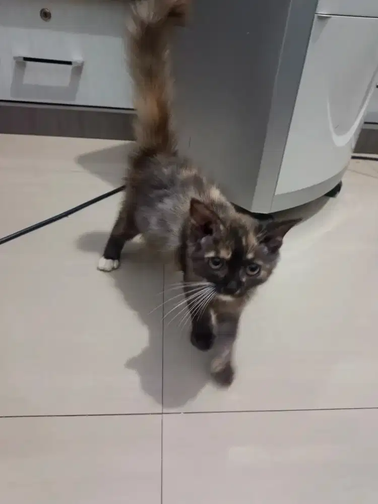 kucing persia medium
