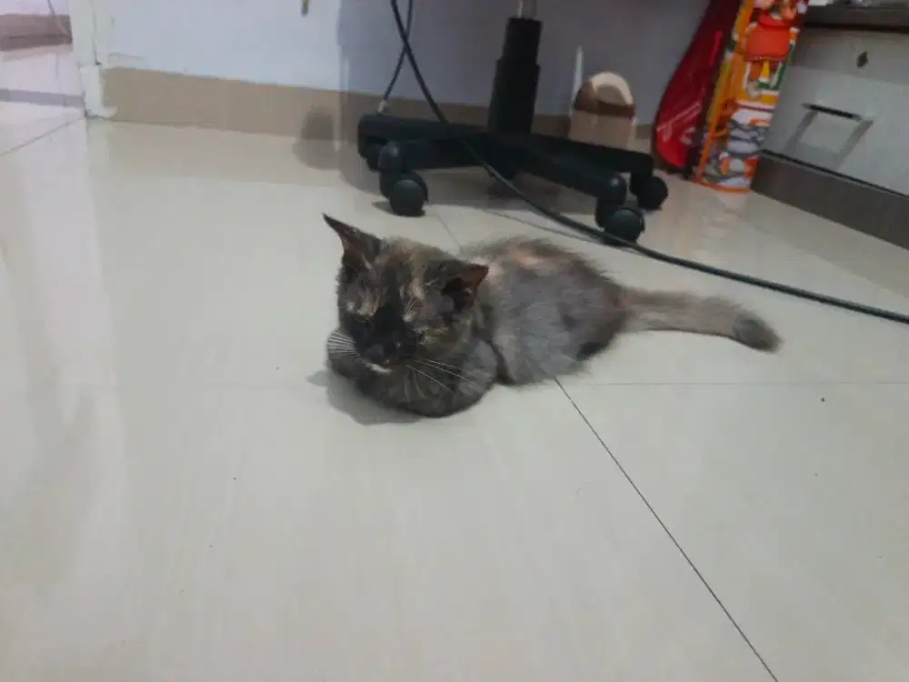 kucing persia medium