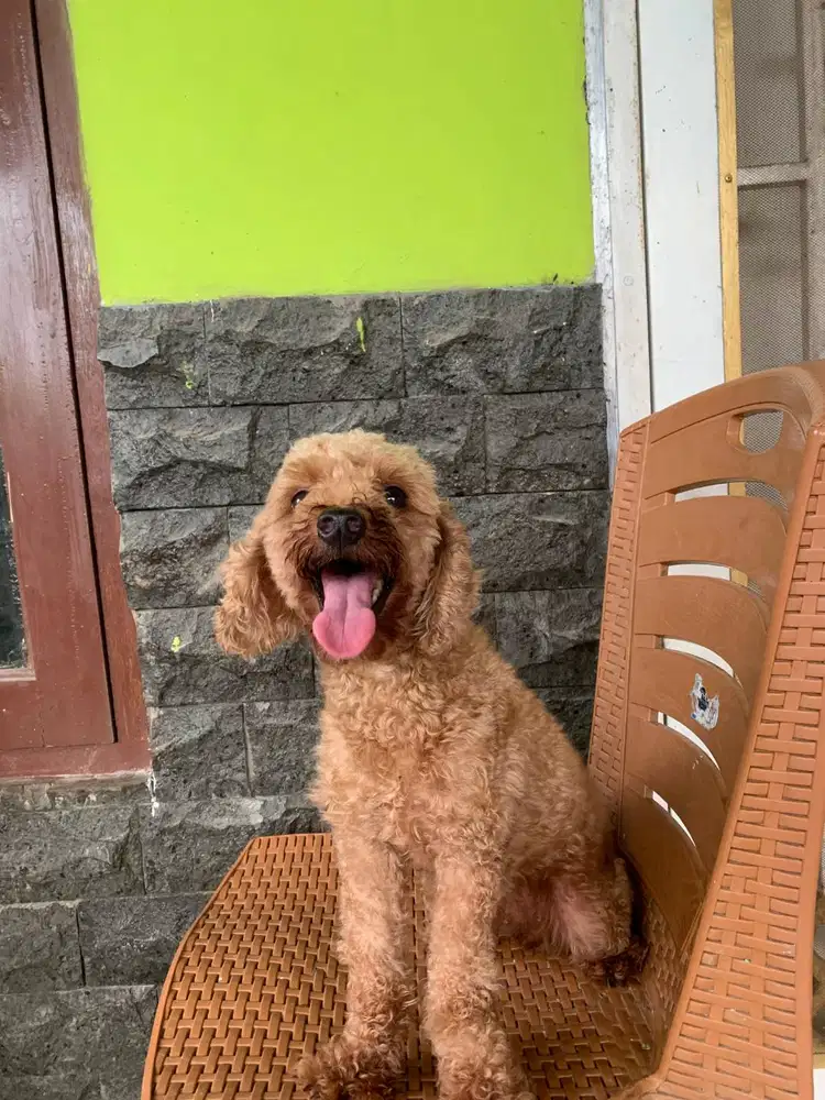 Poodle Betina Indukan