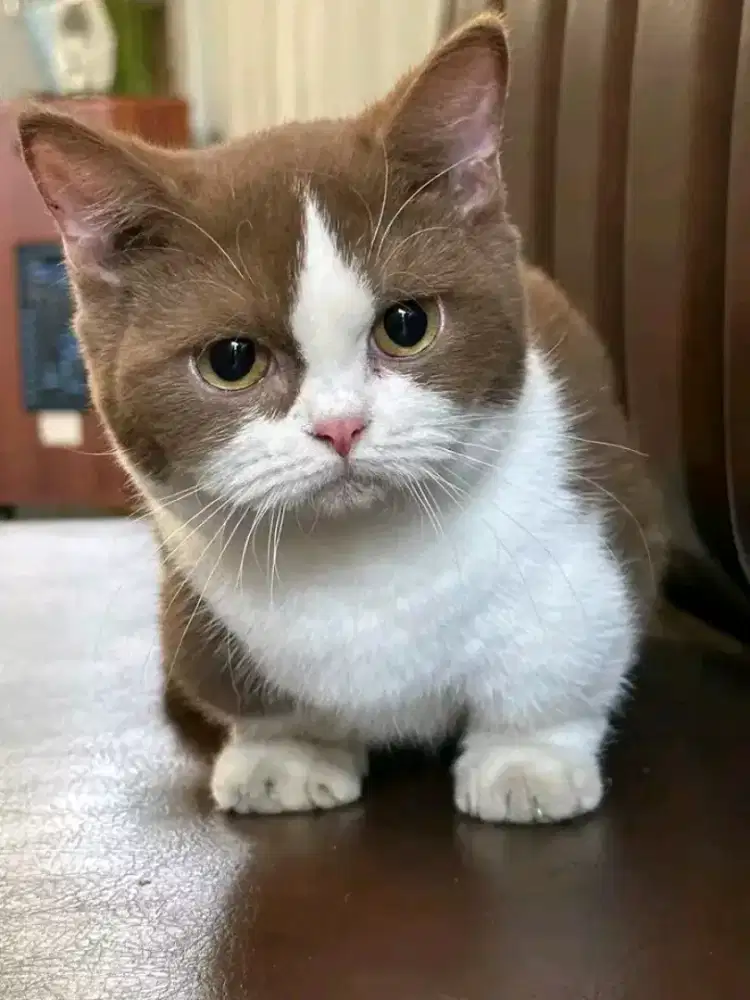 Munckhin BSH bico cinamon female