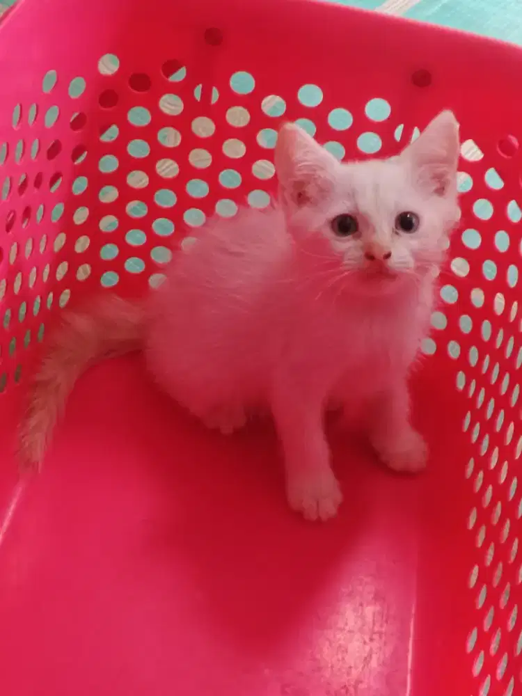 Kitten jantan red point 2 bulan