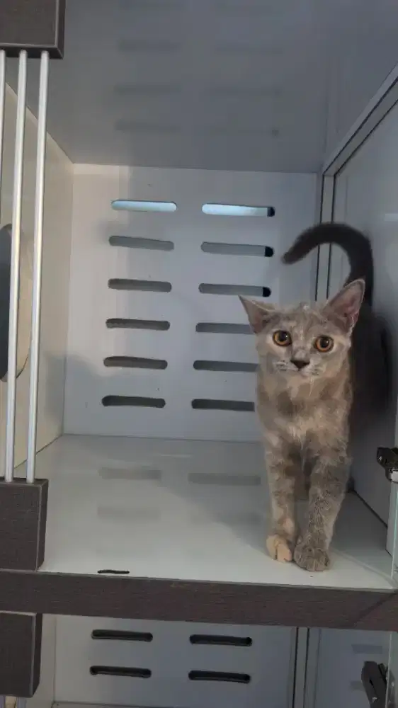 Kucing bapak nya British x ibu nya Munchkin