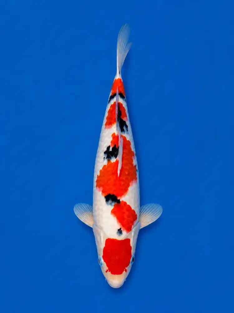 Koi Sanke Tsubosumi