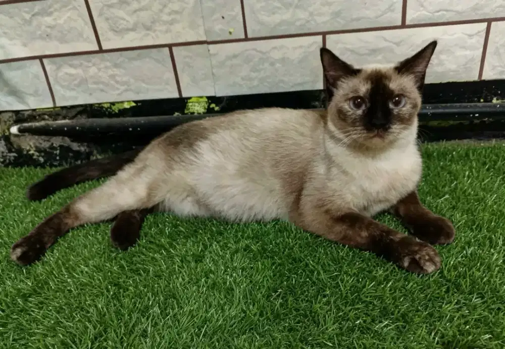 Kucing siam betina
