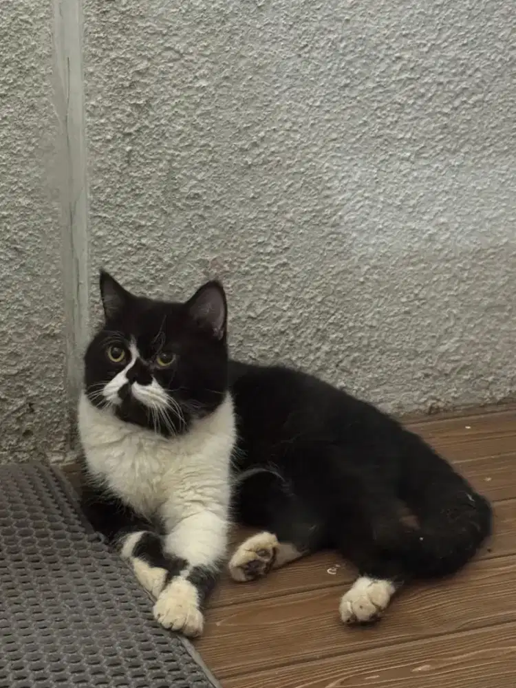 Kucing BSH Jantan