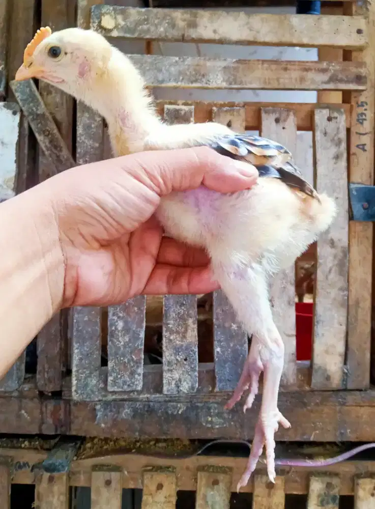 AYAM PELUNG JUMBO