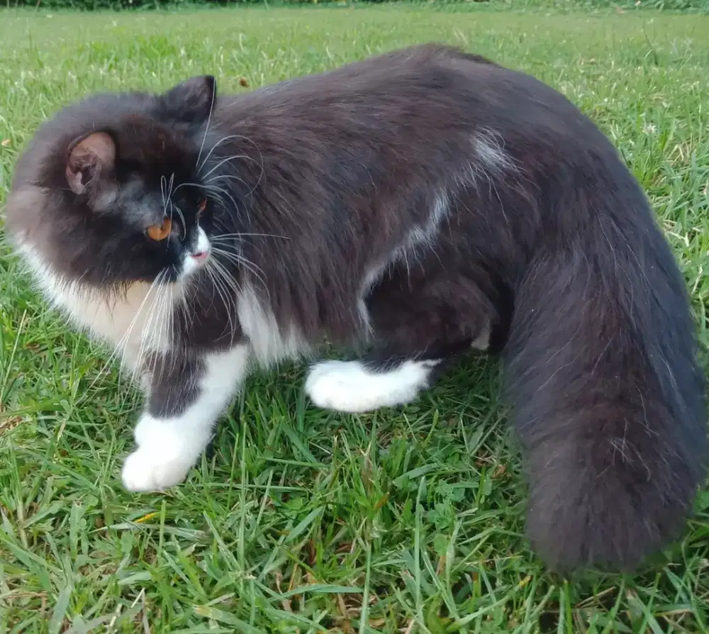Munchkin ns/tidak cebol jantan