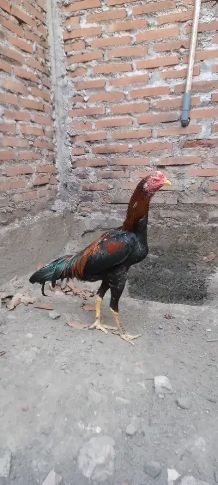 ayam pakhoy tripel