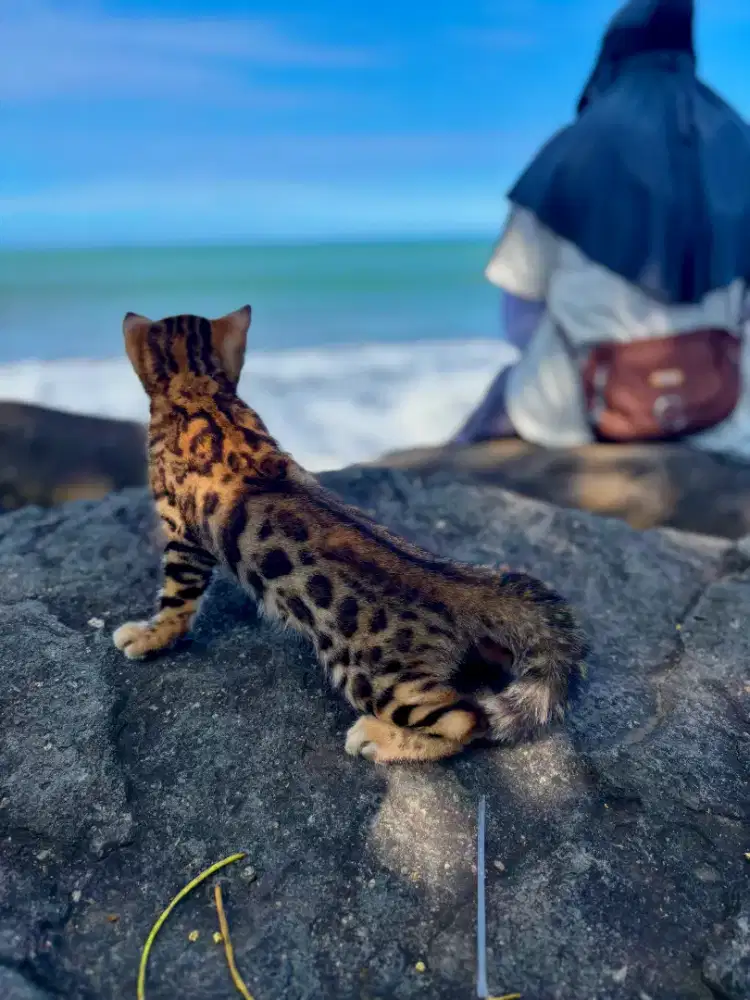 Kucing Persia anggora peaknose
