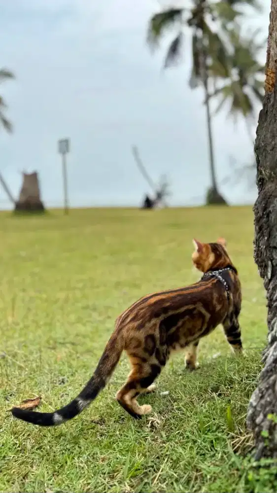 Kucing ras Persia peaknose anggora