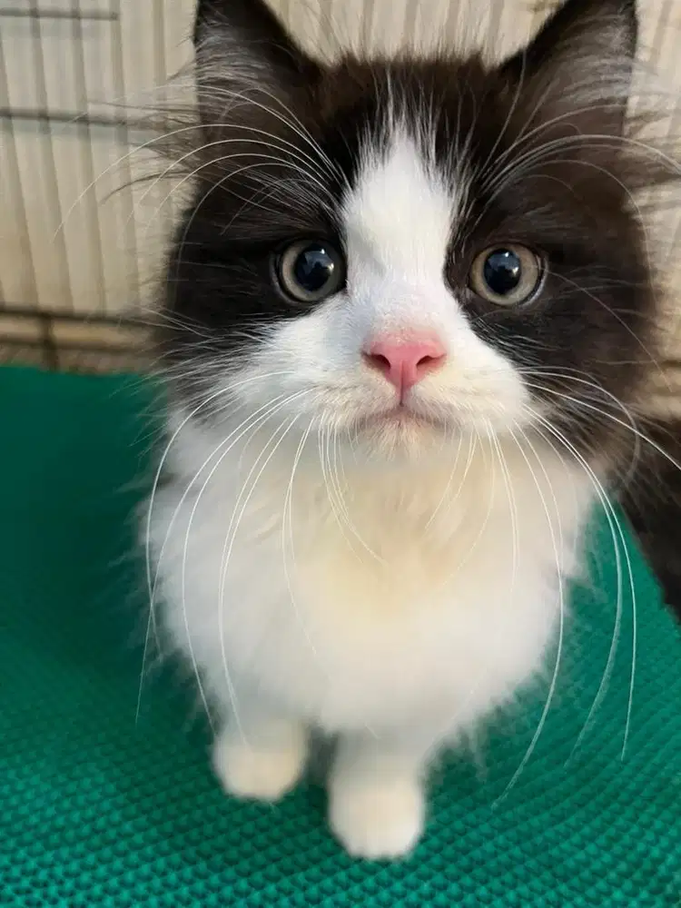Open adopt kitten persia