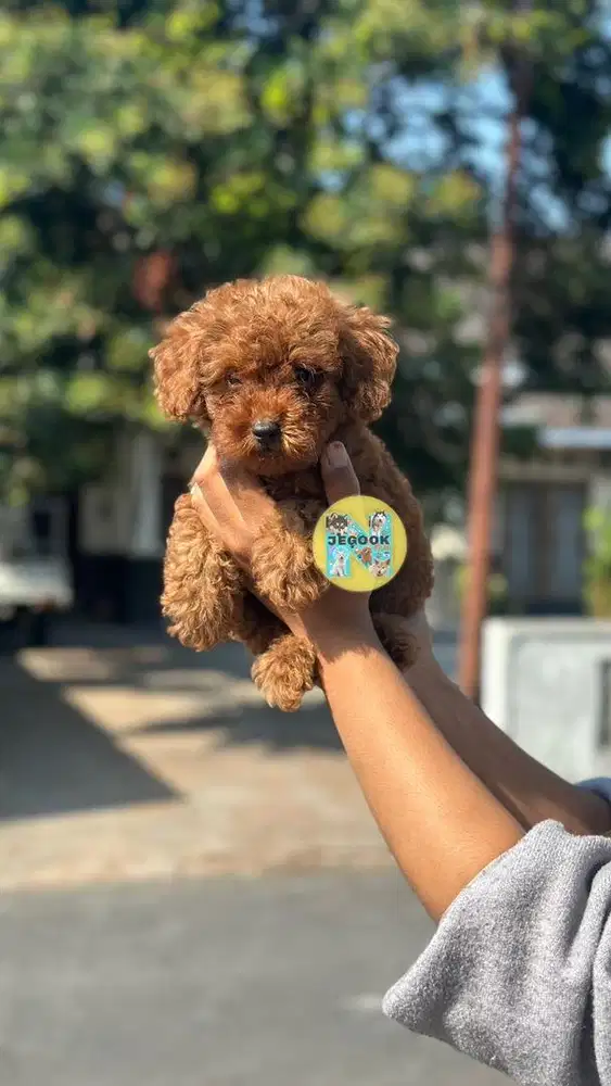 Tiny Kecil Poodle Jantan