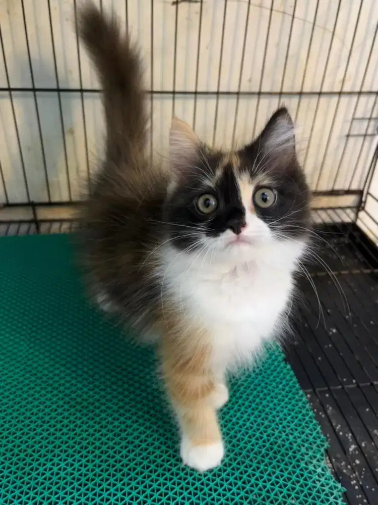 Open adopt kitten persia