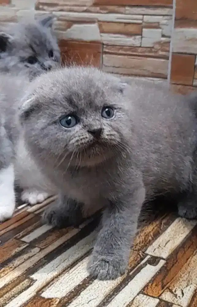 Kitten scottish fold