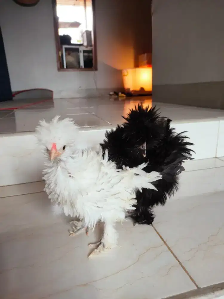 Ayam Hias sultan walik