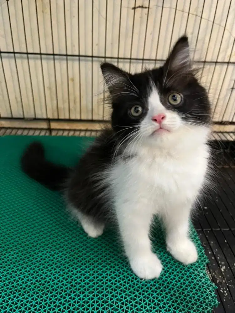 Open adopt kitten persia
