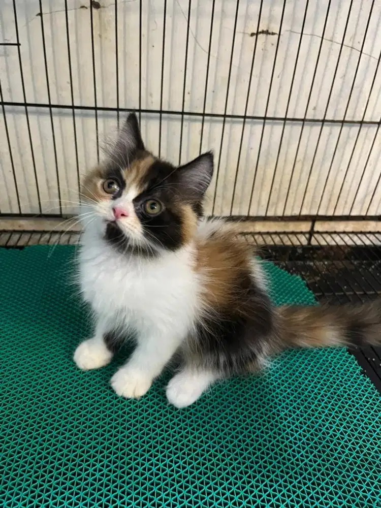 Open adopt kitten persia