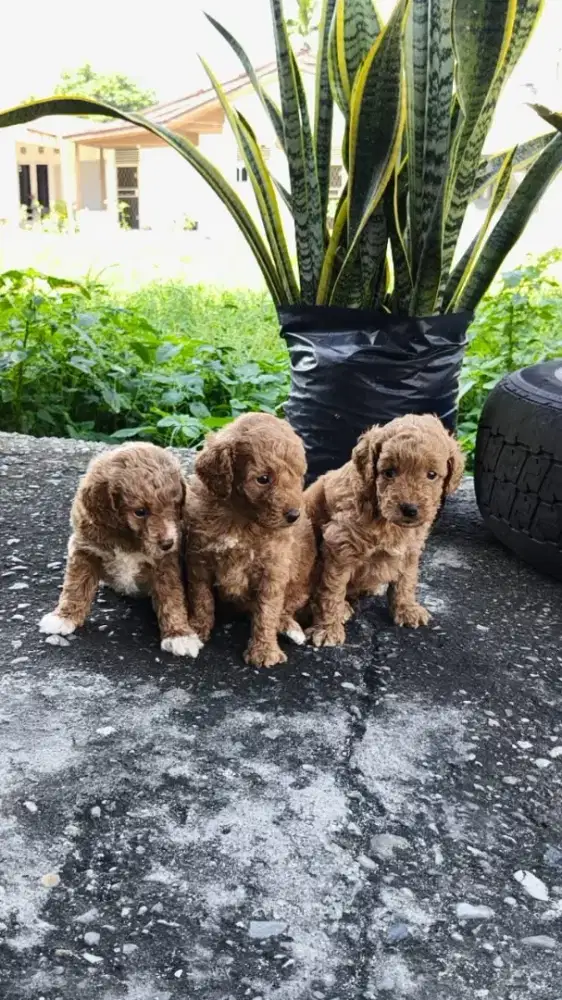 Anjing poodle banyak warna