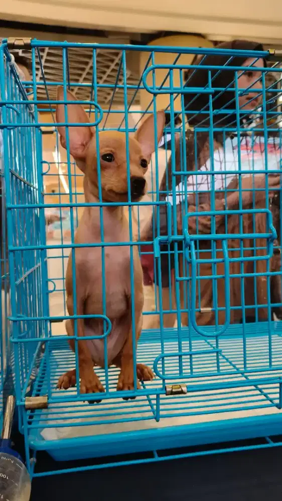Anakan anjing minipincher poodle