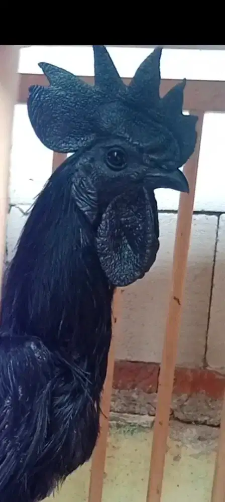 Ayam Cemani Jantan Rajek Wesi