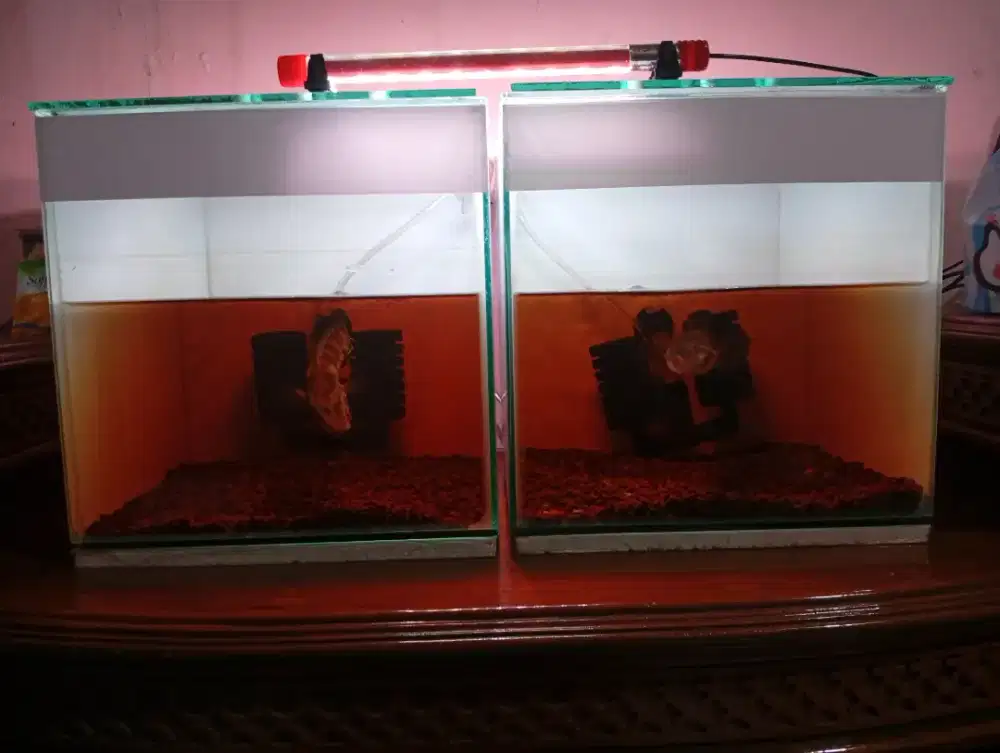 Red barito maru riau aquarium