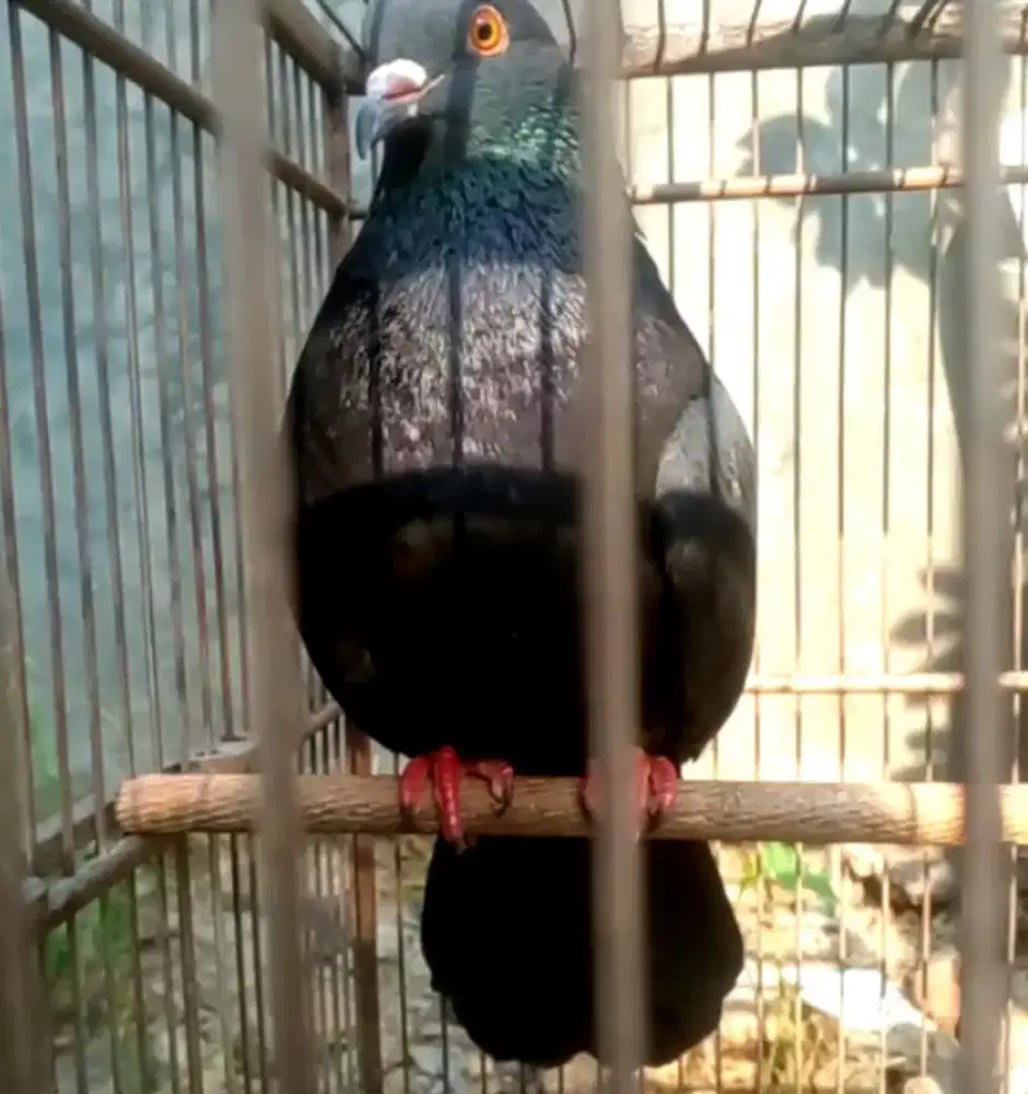 Merpati balap jos