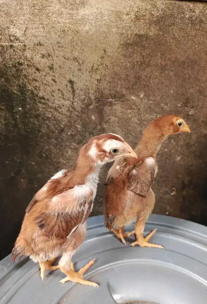 Ekor lidi ori mekar
