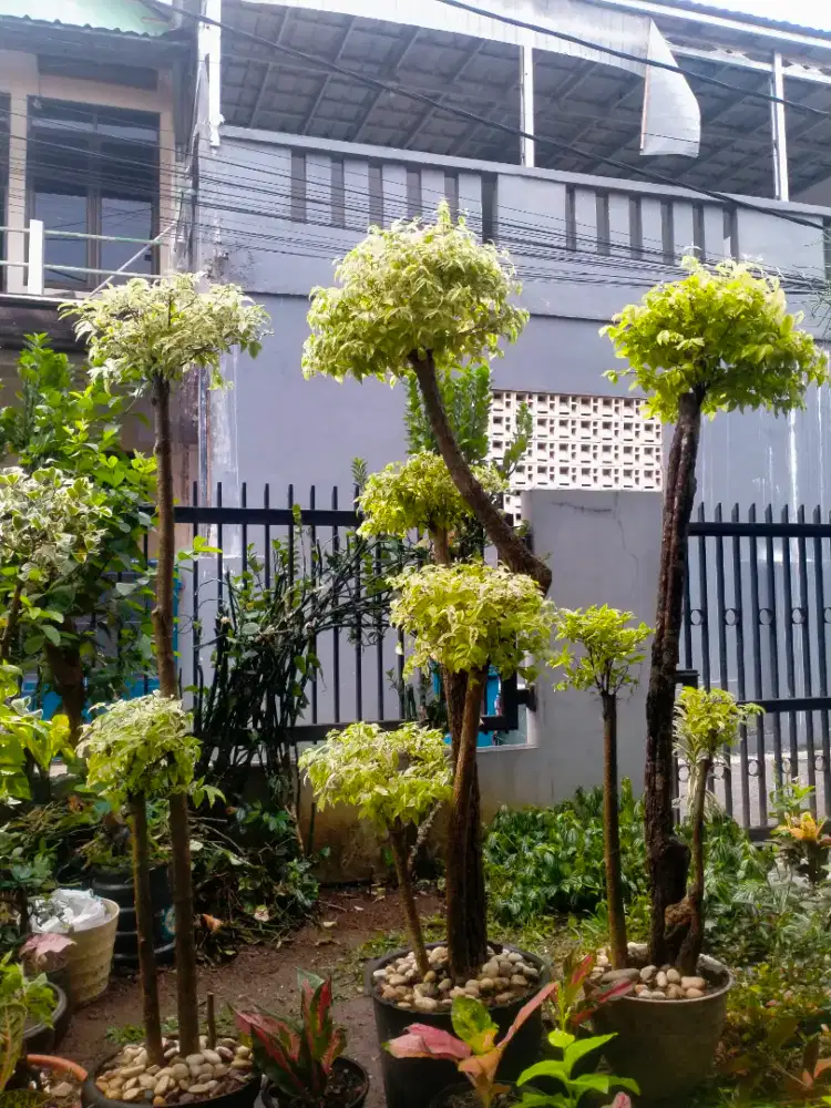 Bonsai anting putri