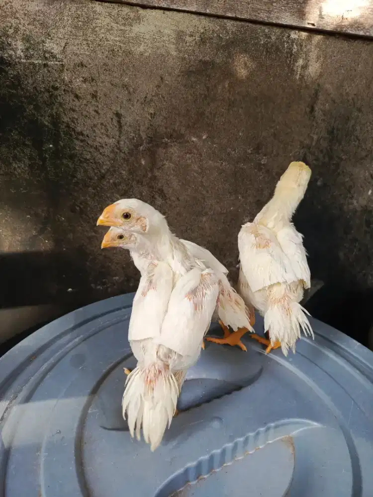 Aseel Parrot ori