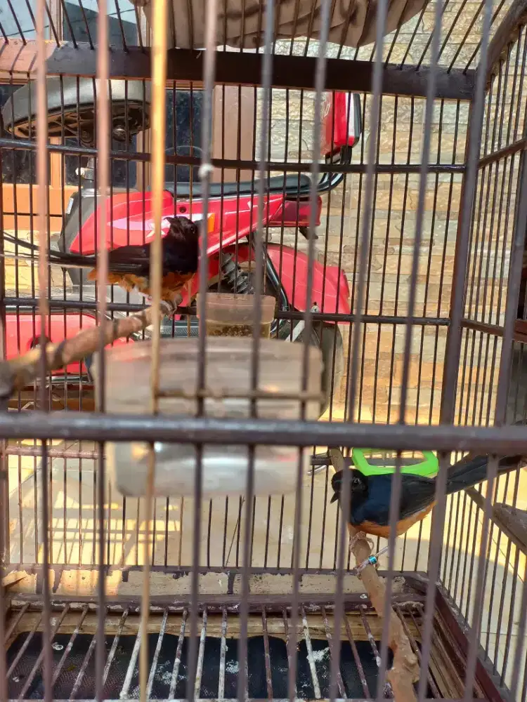 Burung Murai Batu Sepasang