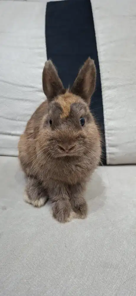 Kelinci ND (Netherland dwarf)
