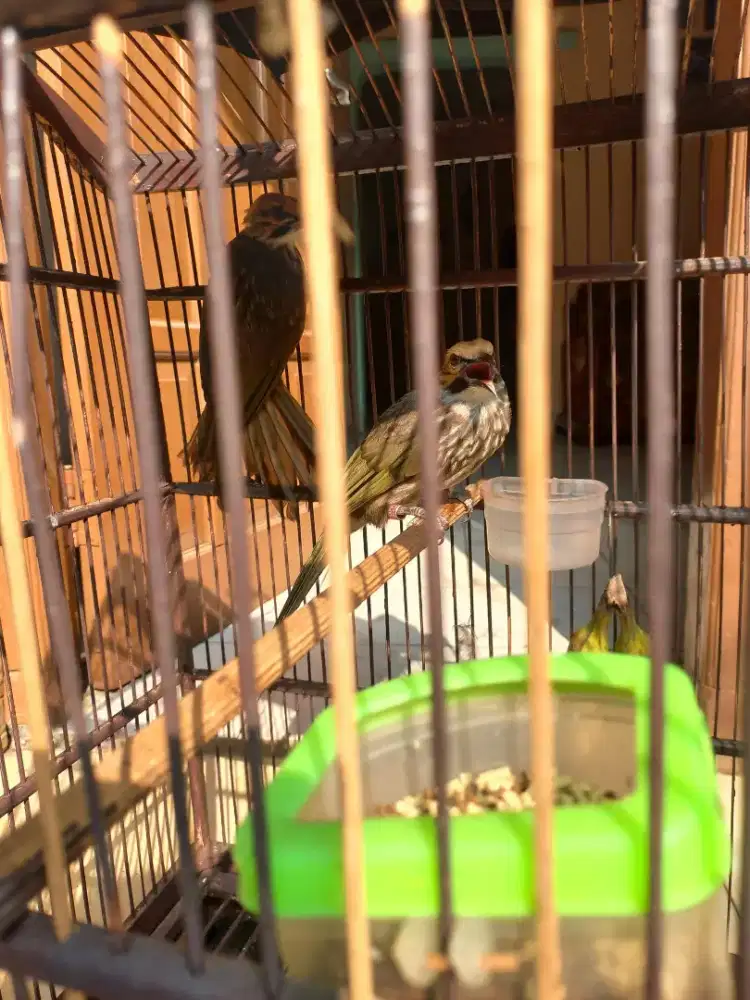 Burung Cucakrowo Sepasang