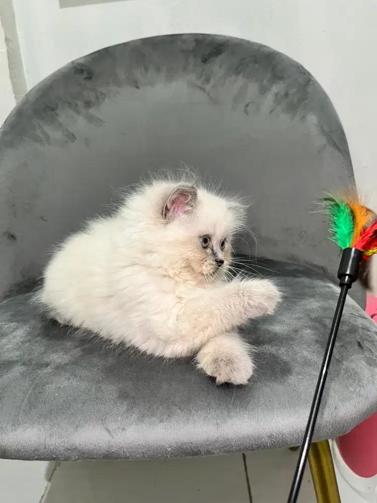 Kitten Betina sehat lincah