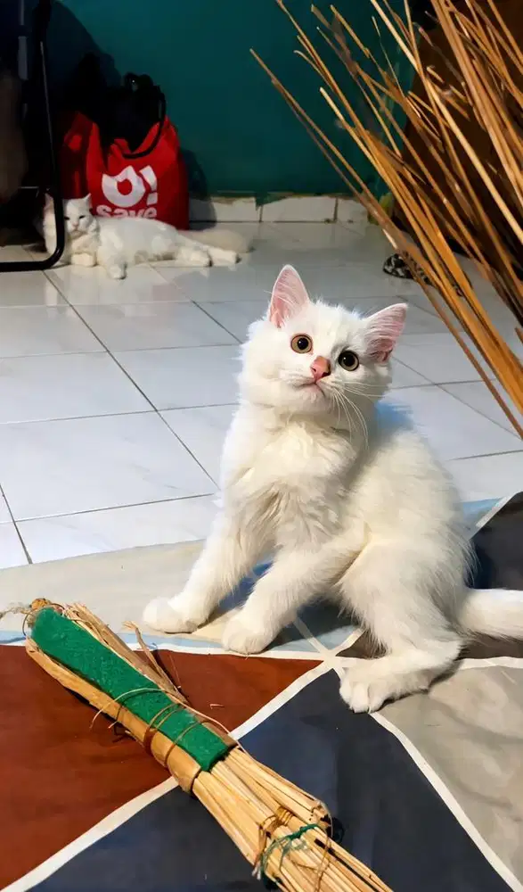 Open adopt kitten persia