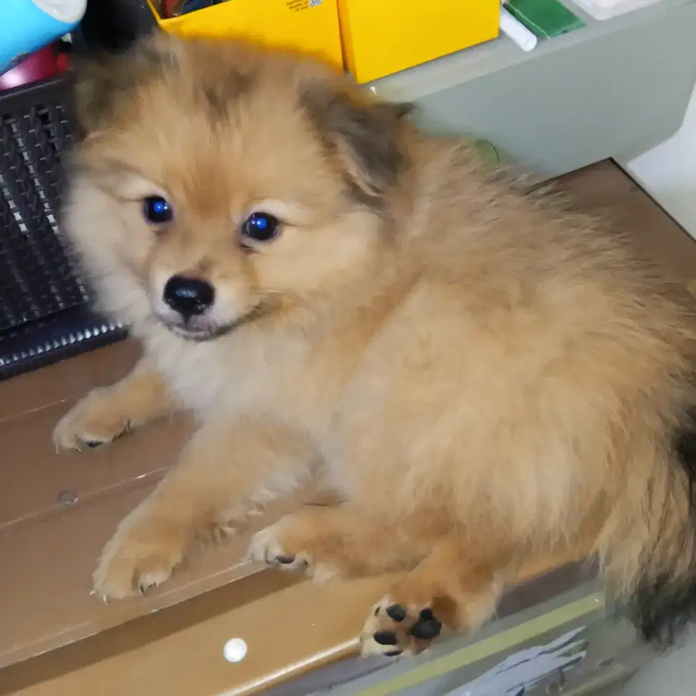 ANAK ANJING SHIPOO MIX MINIPOM