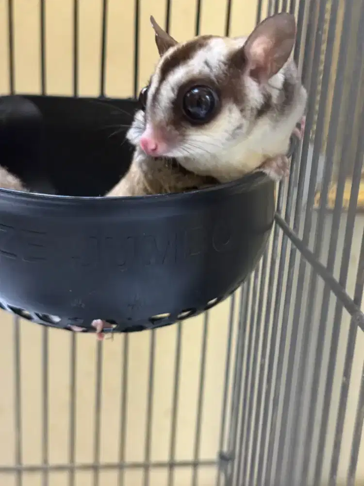 Sugar Glider classic grey