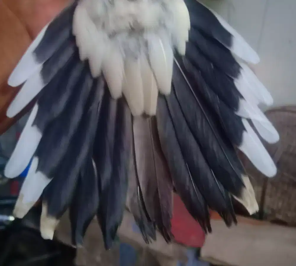 Burung Perkutut Bangkok Ekor 16 Satrio Wirang