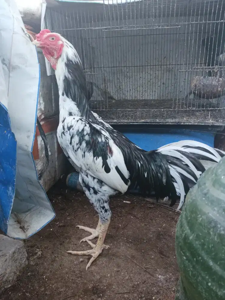 Ayam bangkok pakhoy