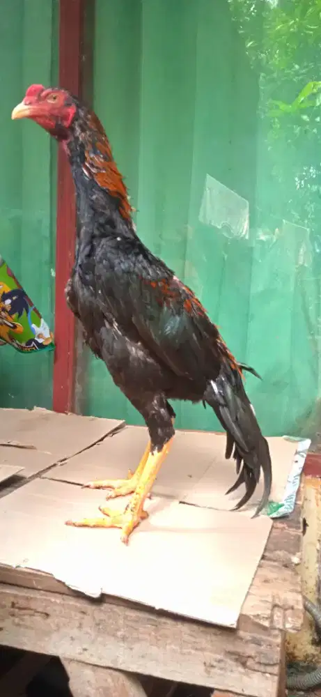 Ayam bangkok pama pakoy shamo kampung