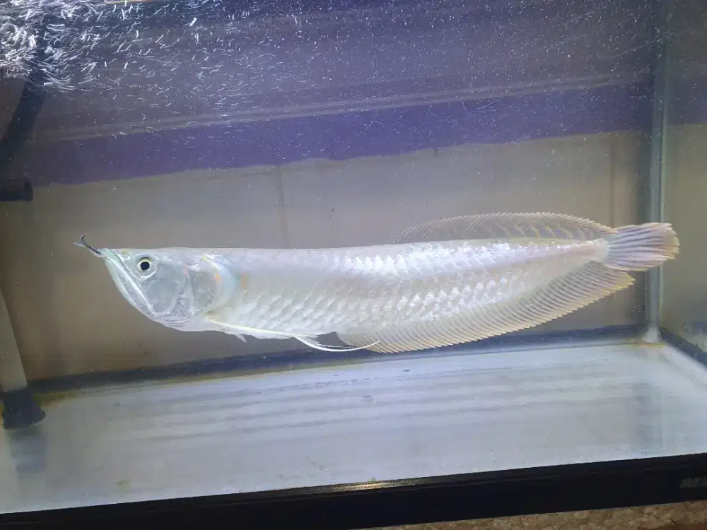 Ikan arwana silver red 30cm