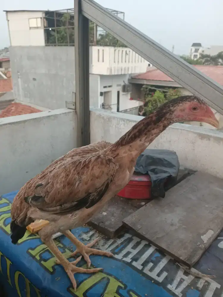 Ayam bangkok sepasang