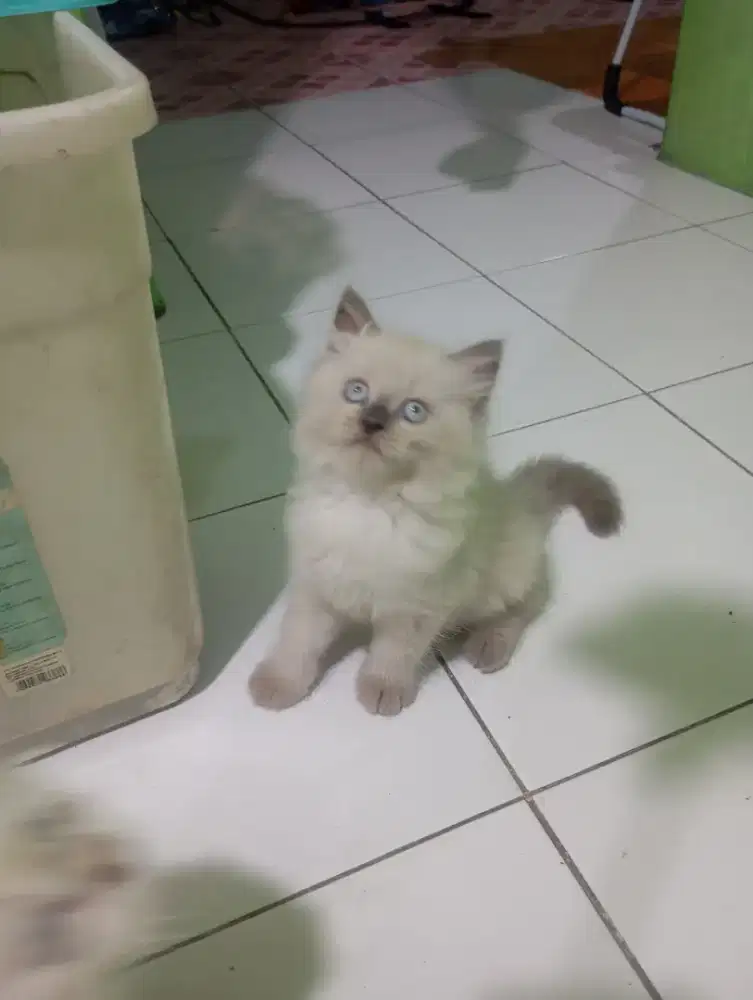 Kucing Persia longhair
