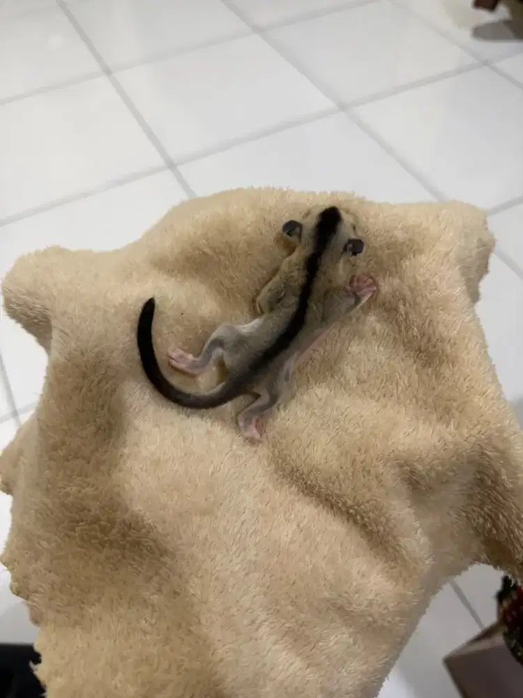 Sugar Glider jantan