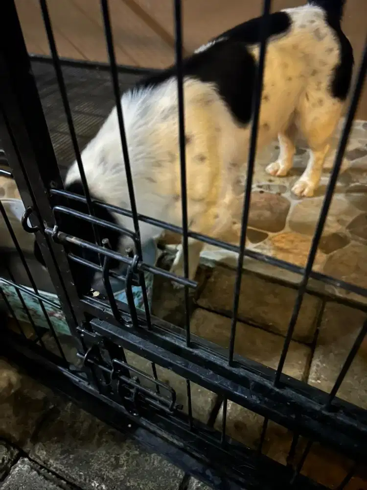Pet Sitter (Pengasuh Hewan Peliharaan) - Anjing/guguk