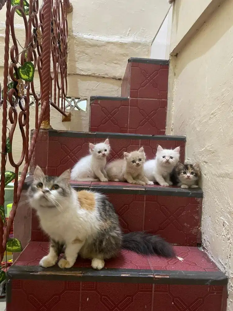 Open Adopsi Kitten Persia mix