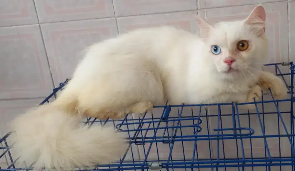Jual cepat murah kucing persia odd eye mata beda warna langka fulwhite