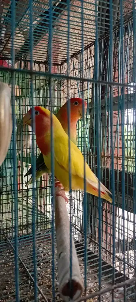 Jual lovebird nonklep sepasang