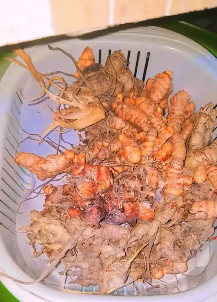 menjual jahe kunyit laos sereh