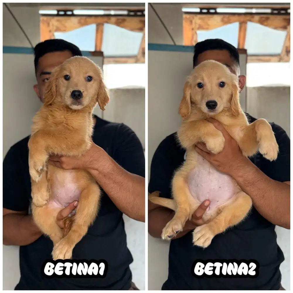 Golden betina 2bln